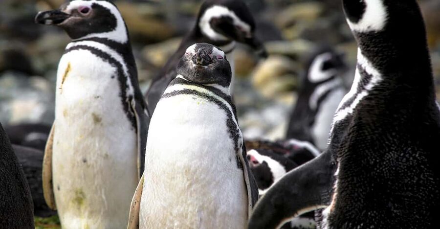 Punta Arenas: Magdalena Island Navigation & Penguin Walk - Who should book this outing