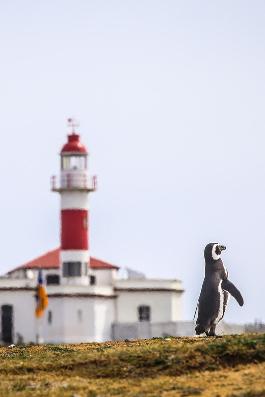Punta Arenas: Magdalena Island Navigation & Penguin Walk - Practical preparation for a smoother day