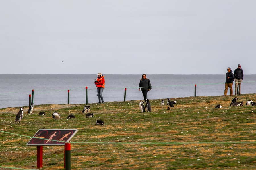 Punta Arenas: Magdalena Island Navigation & Penguin Walk - The boat crossing from Punta Arenas