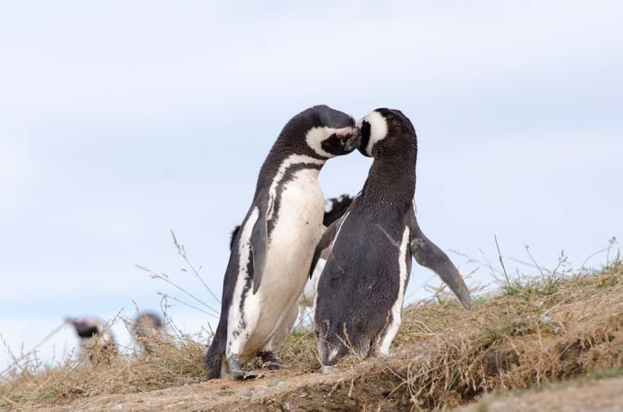 Punta Arenas: Walk with Penguins on Magdalena & Marta Island - Key points at a glance
