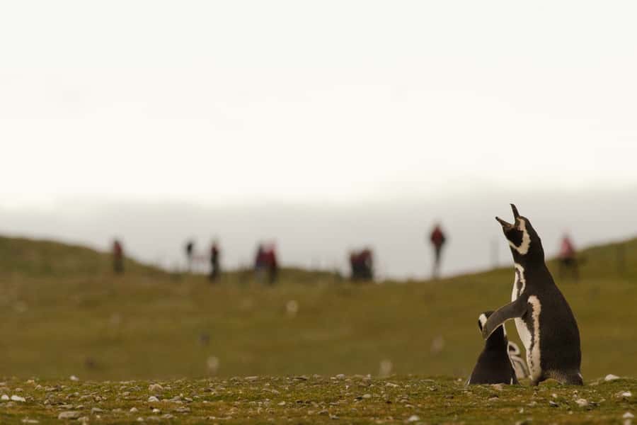 Punta Arenas: Walk with Penguins on Magdalena & Marta Island - Who will get the most from this trip?