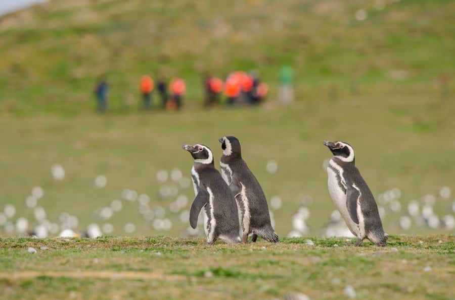 Punta Arenas: Walk with Penguins on Magdalena & Marta Island - Why Magdalena Island is the real draw