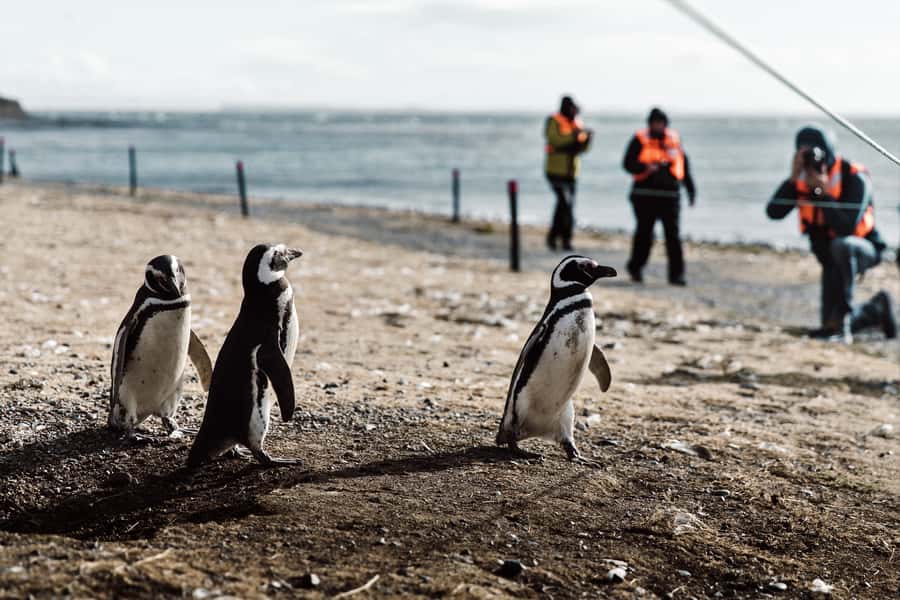 Punta Arenas: Walk with Penguins on Magdalena & Marta Island - The boat ride across the Strait of Magellan