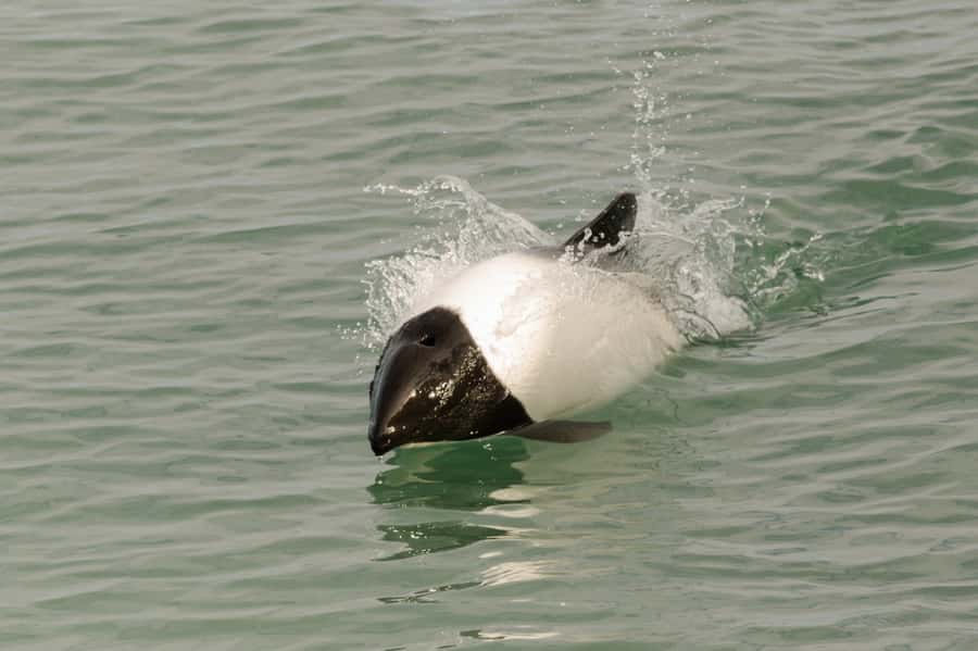 Punta Arenas: Walk with Penguins on Magdalena & Marta Island - Walking the penguin route