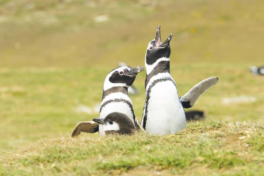 Punta Arenas: Walk with Penguins on Magdalena & Marta Island - Marta Island and its sea lion colony