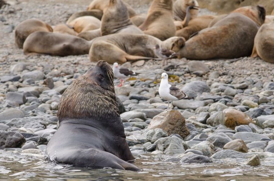Punta Arenas: Walk with Penguins on Magdalena & Marta Island - How much wildlife can you really expect?