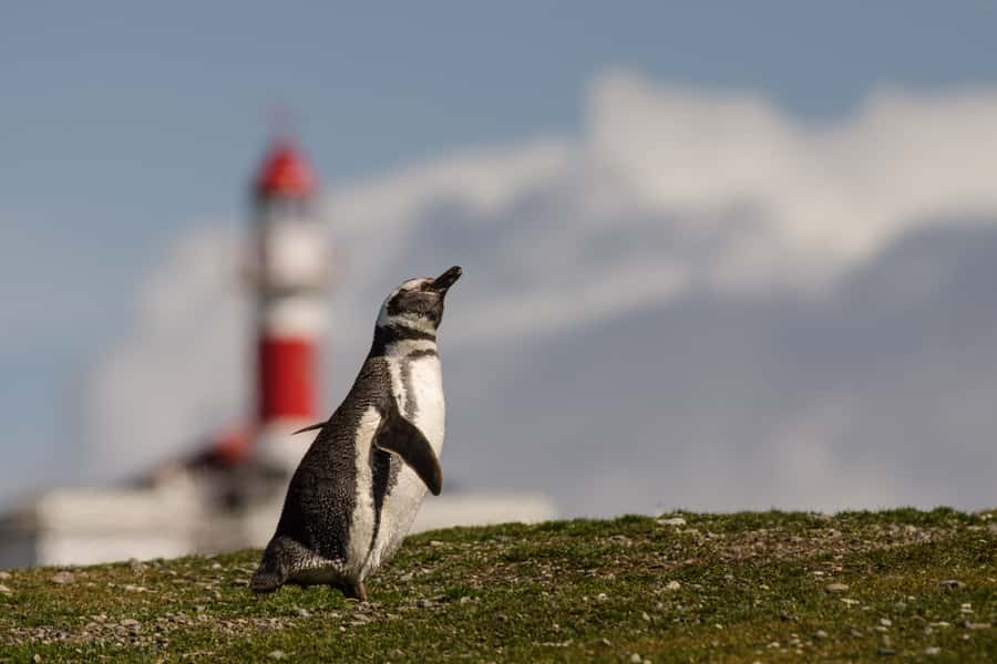 Punta Arenas: Walk with Penguins on Magdalena & Marta Island - Group size, comfort, and the practical tradeoffs
