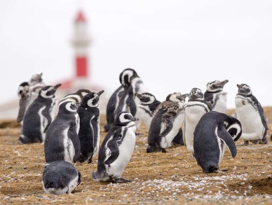 Punta Arenas: Walk with Penguins on Magdalena & Marta Island - The early transfer to Laredo Bay