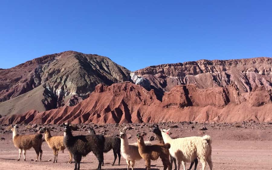 Rainbow Valley Tour + Petroglyphs (Yerbas Buenas) - A morning ride from San Pedro de Atacama