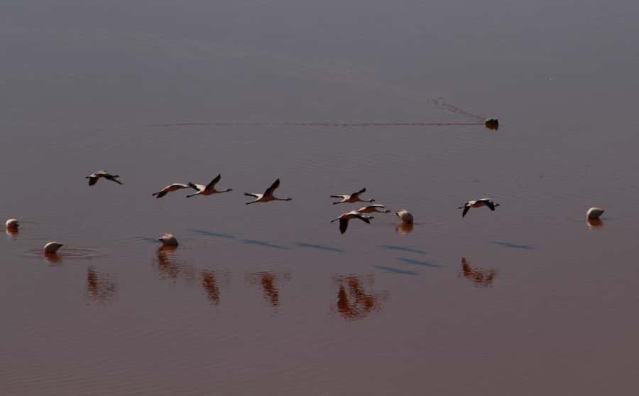 Roundtrip to the Uyuni Salt Flat and the Colored Lagoons - Key points to know before booking