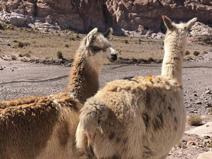 Roundtrip to the Uyuni Salt Flat and the Colored Lagoons - Day two: Laguna Colorada and the desert of strange colors