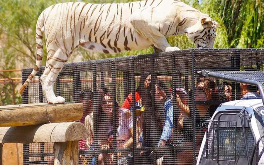SAFARI PARK-TOUR RANCAGUA : CHILE - Feeding deer, llamas, and goats