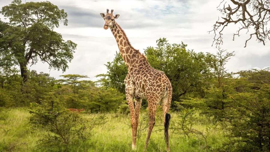 SAFARI PARK-TOUR RANCAGUA : CHILE - The feline visit, with lions and a tiger