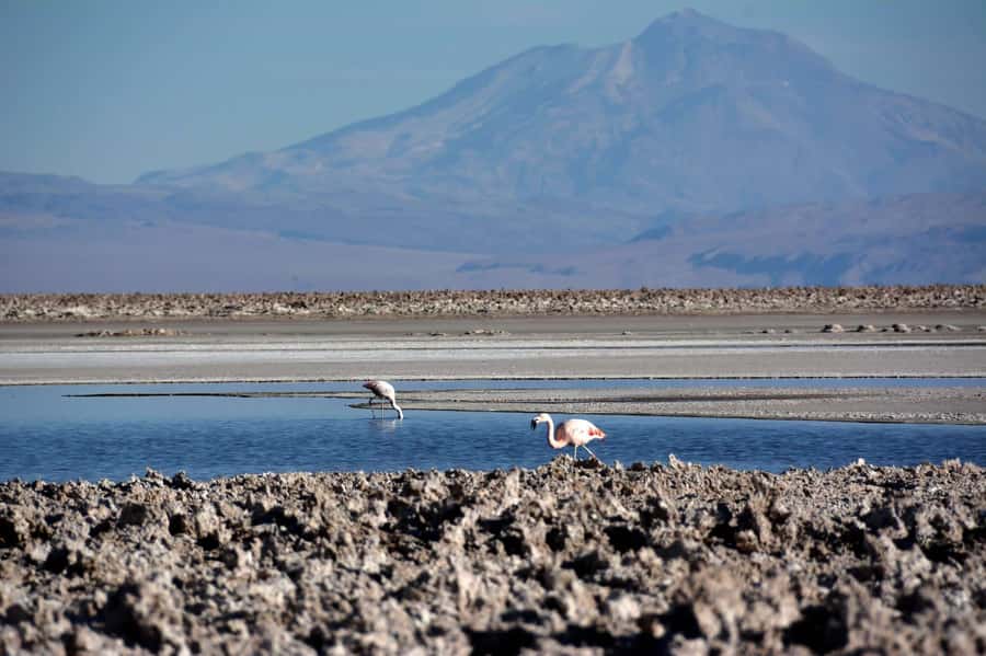 Salar de Atacama and altiplanic lagoons - The early pickup from San Pedro