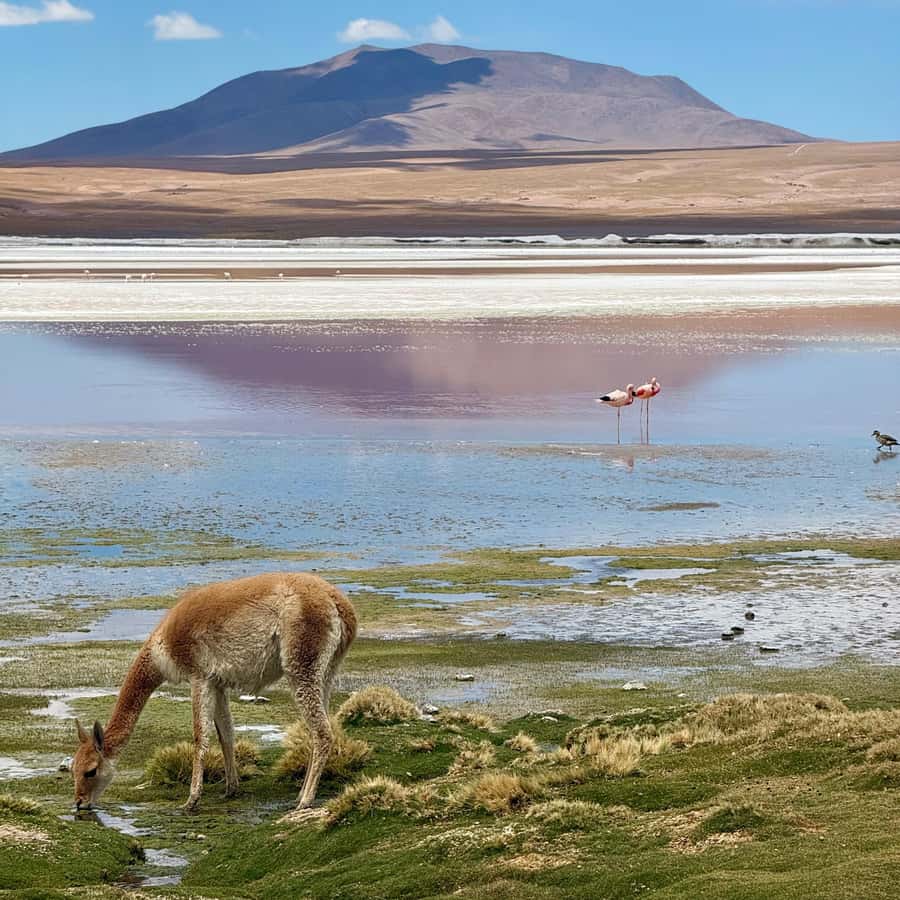 San Pedro de Atacama: 3 D. Tour Uyuni and Back to San Pedro - What the $750 price really buys