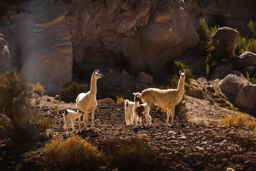 San Pedro de Atacama: Rainbow Valley & Hierbas Buenas Tour - Why Rainbow Valley deserves a morning
