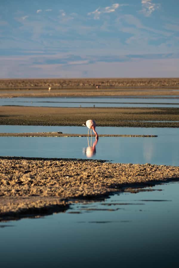 San Pedro de Atacama: Red Rocks & Altiplano Lagoons Day Trip - Key points at a glance