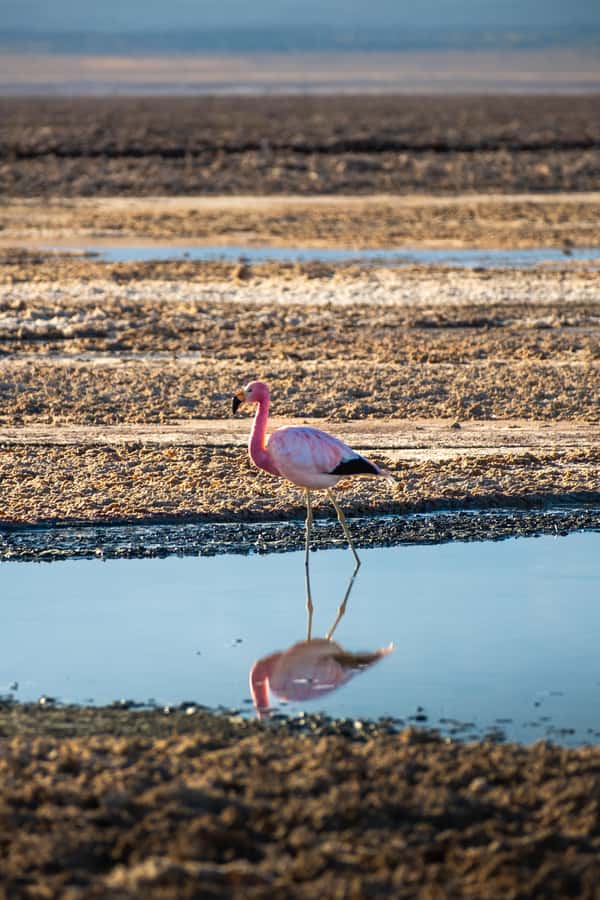 San Pedro de Atacama: Red Rocks & Altiplano Lagoons Day Trip - Miscanti and Miñiques, the high Altiplano lagoons