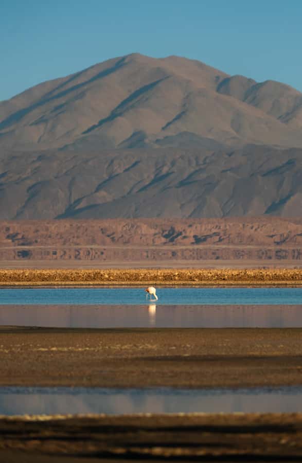 San Pedro de Atacama: Red Rocks & Altiplano Lagoons Day Trip - Chaxa Lagoon and the flamingo stop