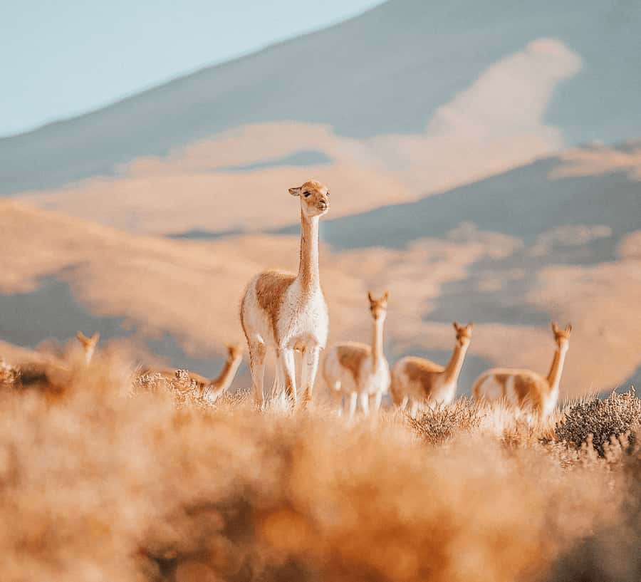 San Pedro de Atacama: Tatio Geysers and Machuca Tour - A geothermal show with an Andean backdrop