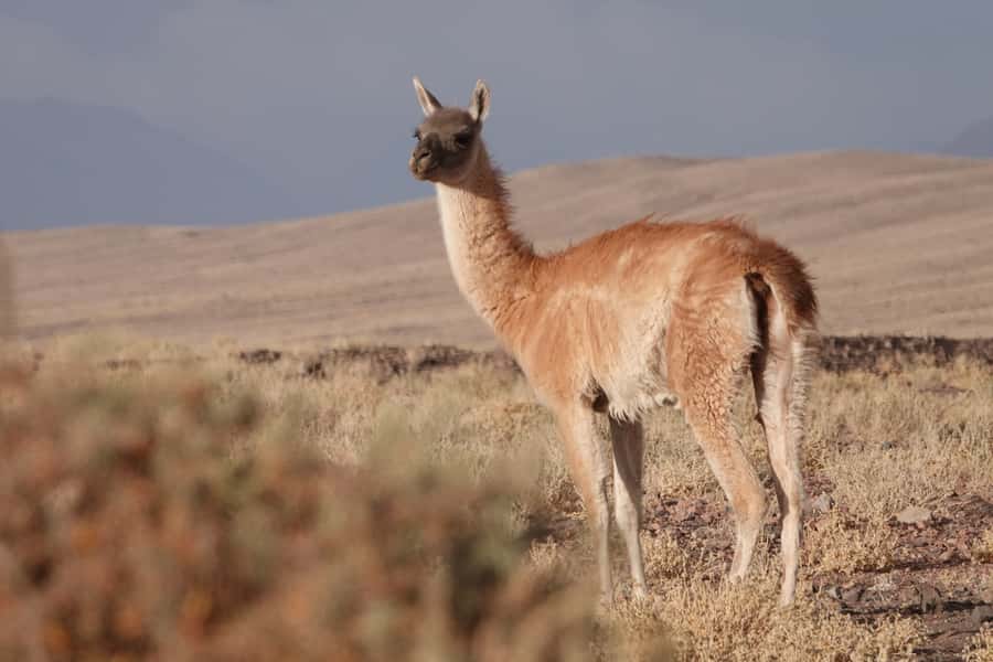 San Pedro de Atacama: Wildlife Safari and Photography Tour - Key points to know before booking