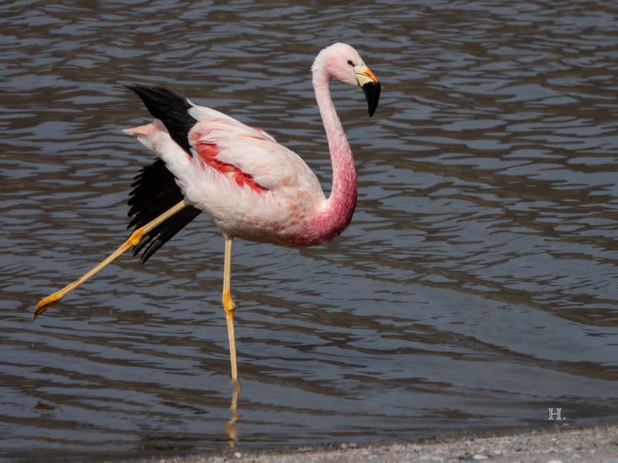 San Pedro de Atacama: Wildlife Safari and Photography Tour - Why this Atacama tour feels different