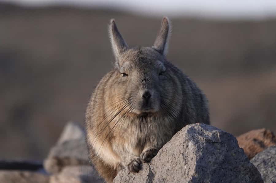 San Pedro de Atacama: Wildlife Safari and Photography Tour - Machuca village and its wetland birds
