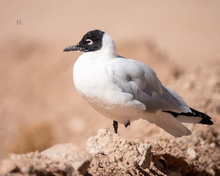 San Pedro de Atacama: Wildlife Safari and Photography Tour - What Juan Pablo adds to the experience