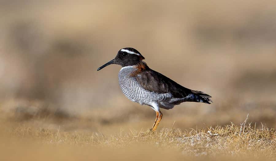 San Pedro de Atacama: Wildlife Safari and Photography Tour - Photography help for beginners and experienced shooters