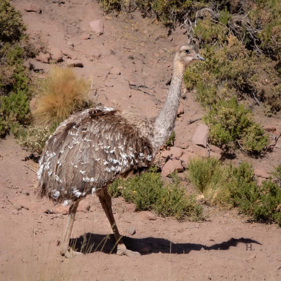San Pedro de Atacama: Wildlife Safari and Photography Tour - Who should book this four-hour outing?