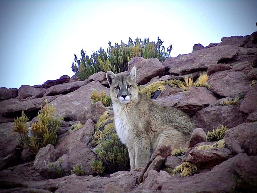 San Pedro de Atacama: Wildlife Safari and Photography Tour - The 45-minute drive to Quirquincho Pass