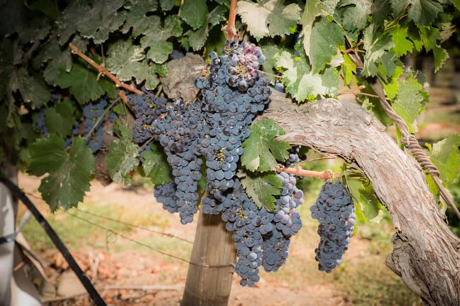 Santa Rita: Tour + Premium Wine Tasting + Private Transport - A private ride south from Santiago