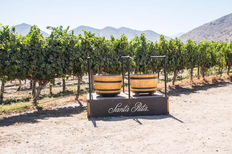 Santa Rita: Tour + Premium Wine Tasting + Private Transport - Four premium wines with a sensible spread of food