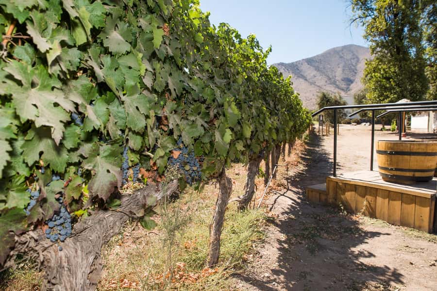 Santa Rita: Tour + Premium Wine Tasting + Private Transport - The Andean Museum adds a Chilean cultural layer