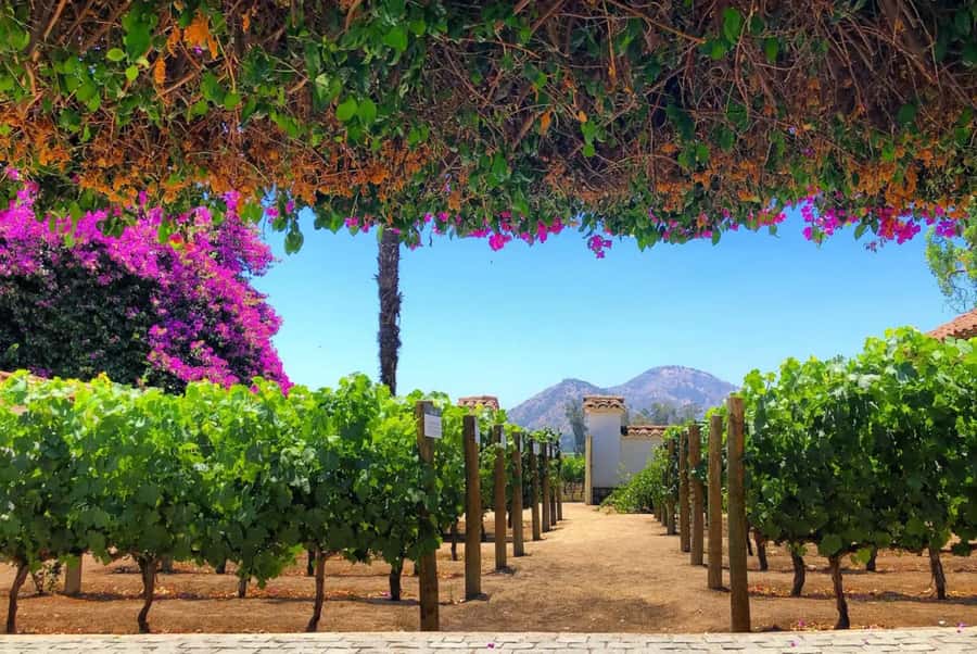 Santa Rita Vineyard Tour: History, Wine, and Outdoor Picnic - Key points at a glance