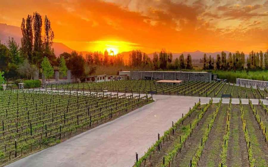 Santiago: Alyan Winery Sunset with Wine Tastings and Dinner - How the $111 price works