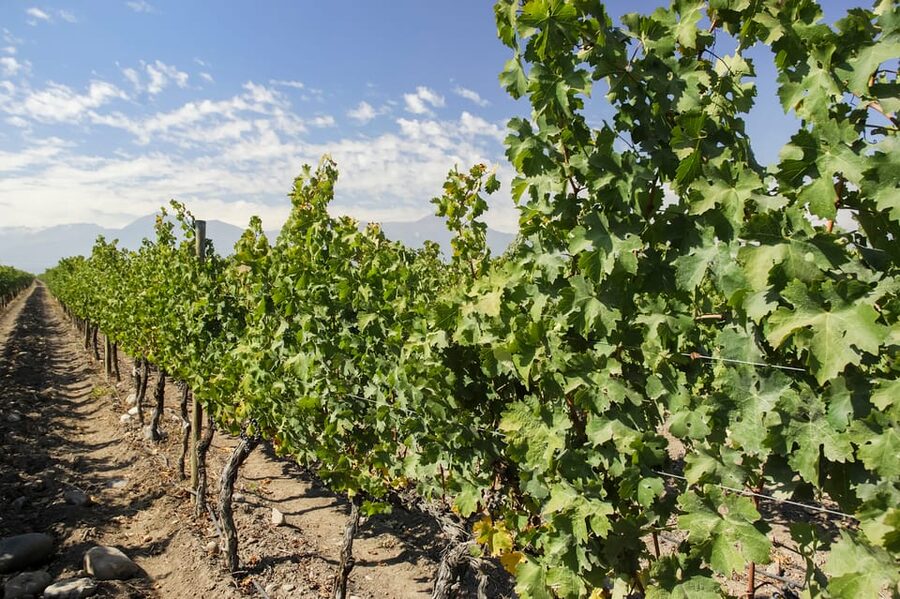 Santiago: Concha y Toro and Undurraga Vineyards Tour - Final call: book it for convenience, not speed