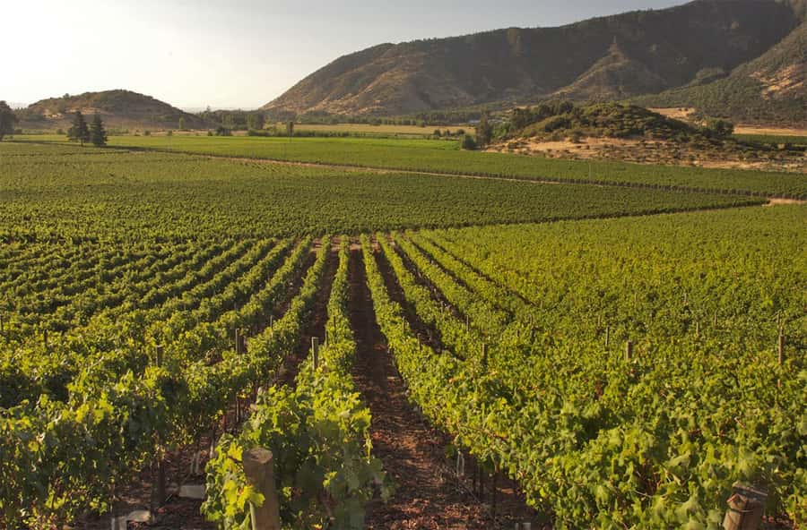 Santiago: Concha y Toro and Undurraga Vineyards Tour - Two wineries, one long day from Santiago