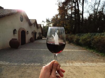 Concha y Toro and Undurraga Vineyards Tour