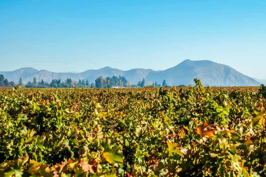 Santiago: Concha y Toro Winery 4–Hour Tour & Sommelier Class - What the $88 price buys you
