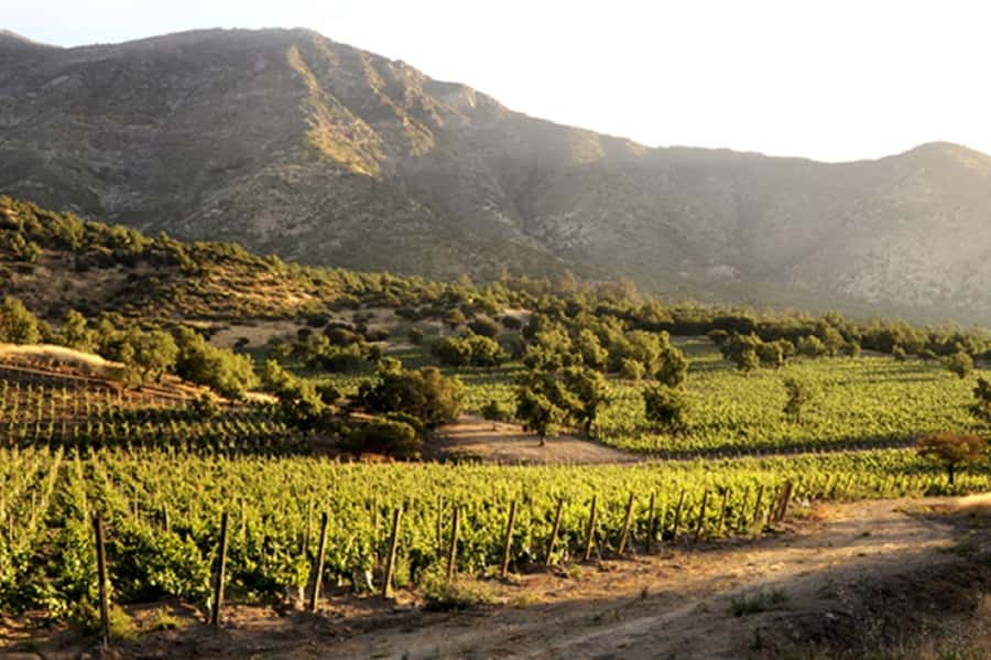 Santiago: Concha y Toro Winery 4–Hour Tour & Sommelier Class - Timing, cancellation, and practical planning