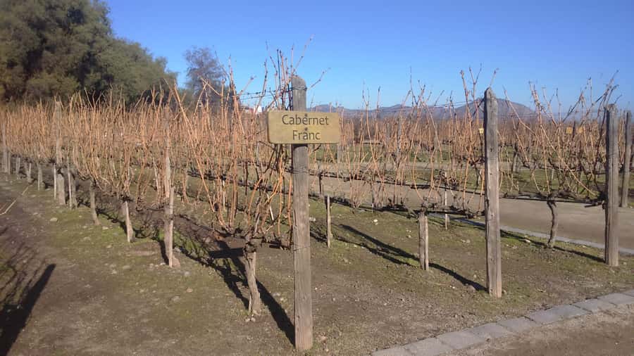 Santiago: Main Chilean Wineries Private Half-Day Tours - Why the included lunch matters