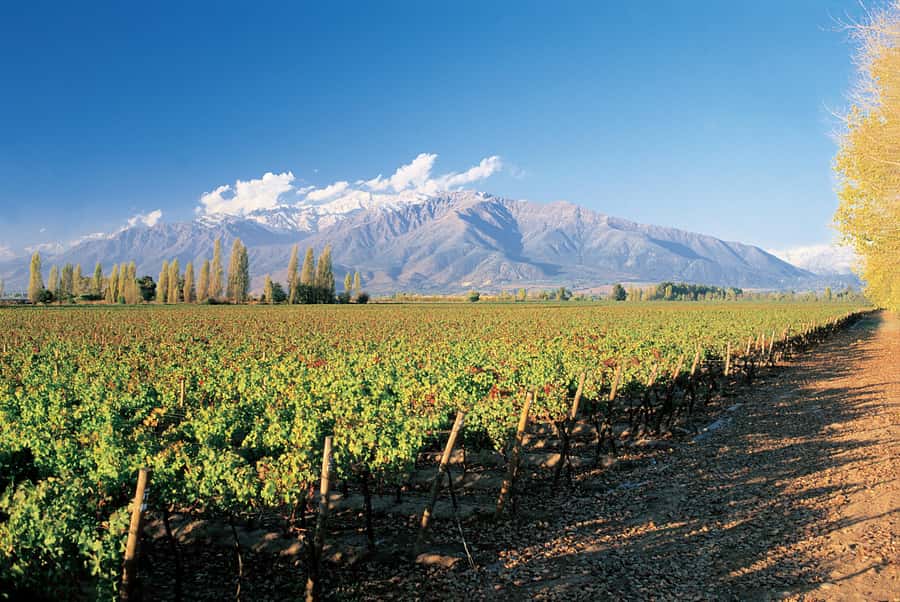 Santiago: Main Chilean Wineries Private Half-Day Tours - Undurraga’s gardens, grapes, and French-designed park