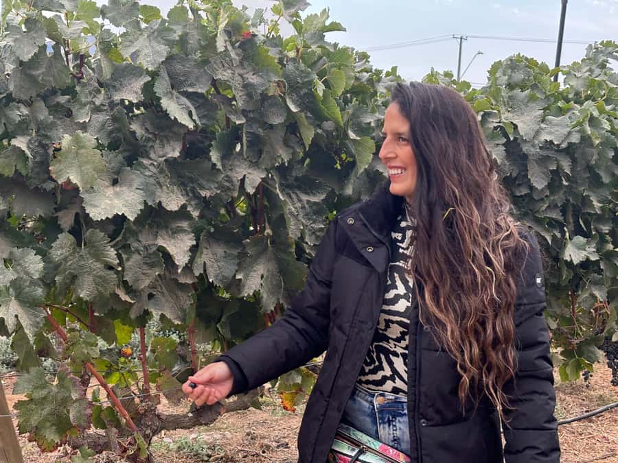 Santiago: Maipo Valley Wine Tasting Tour with 4 Vineyards - A full day among Maipo Valley vineyards