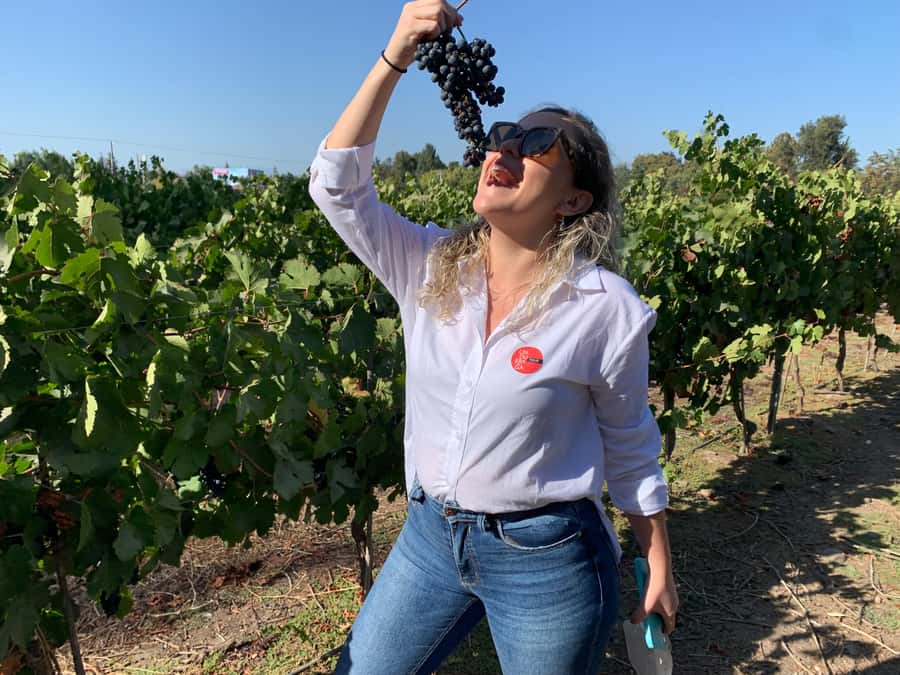 Santiago: Maipo Valley Wine Tasting Tour with 4 Vineyards - TerraMater is the lunch pause, not a fourth tasting