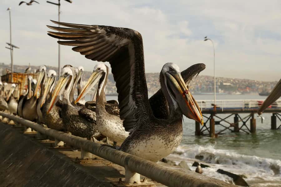 Santiago: Viña del Mar, Valparaiso, with Wine Tasting - Who will get the most from this tour
