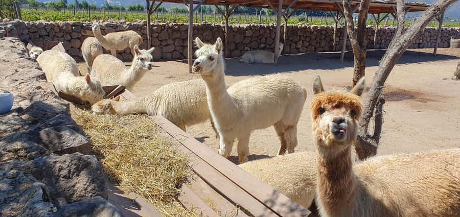 Santiago: World-class Wines, Visit to 4 Vineyards and Tanino - Who should book this tour?