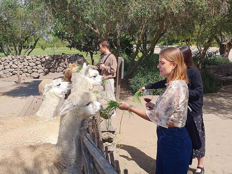 Santiago: World-class Wines, Visit to 4 Vineyards and Tanino - Guides make the difference