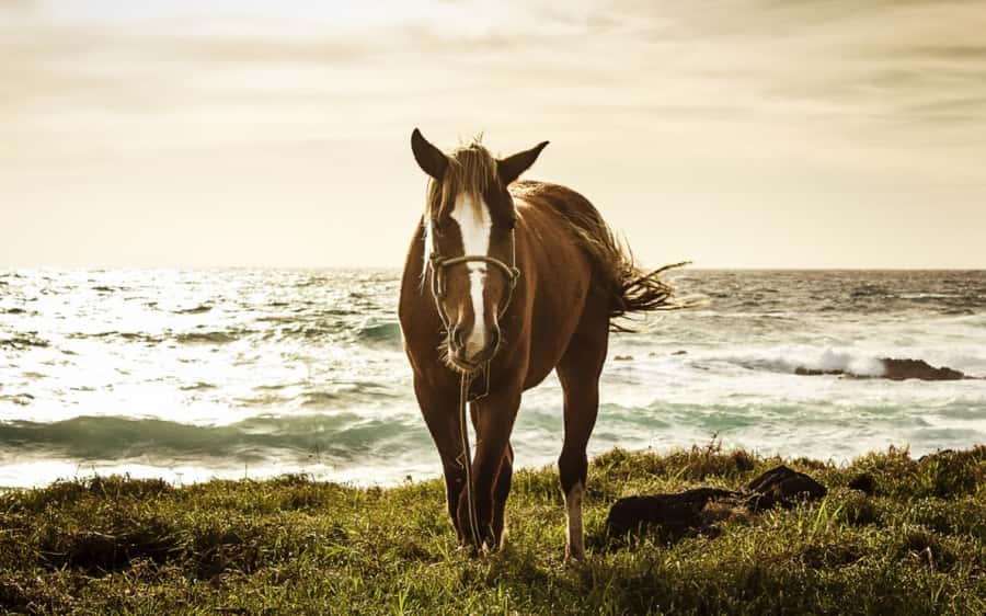 Terevaka Horse Excursion: The highest point and 360° view. - Timing, cancellation, and small details that matter