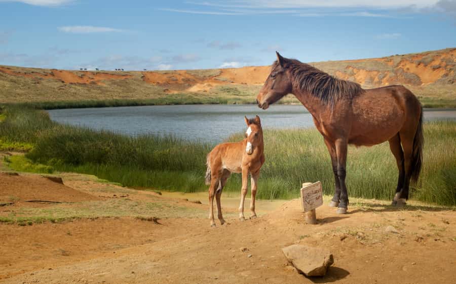 Terevaka Horse Excursion: The highest point and 360° view. - My verdict on the Terevaka ride